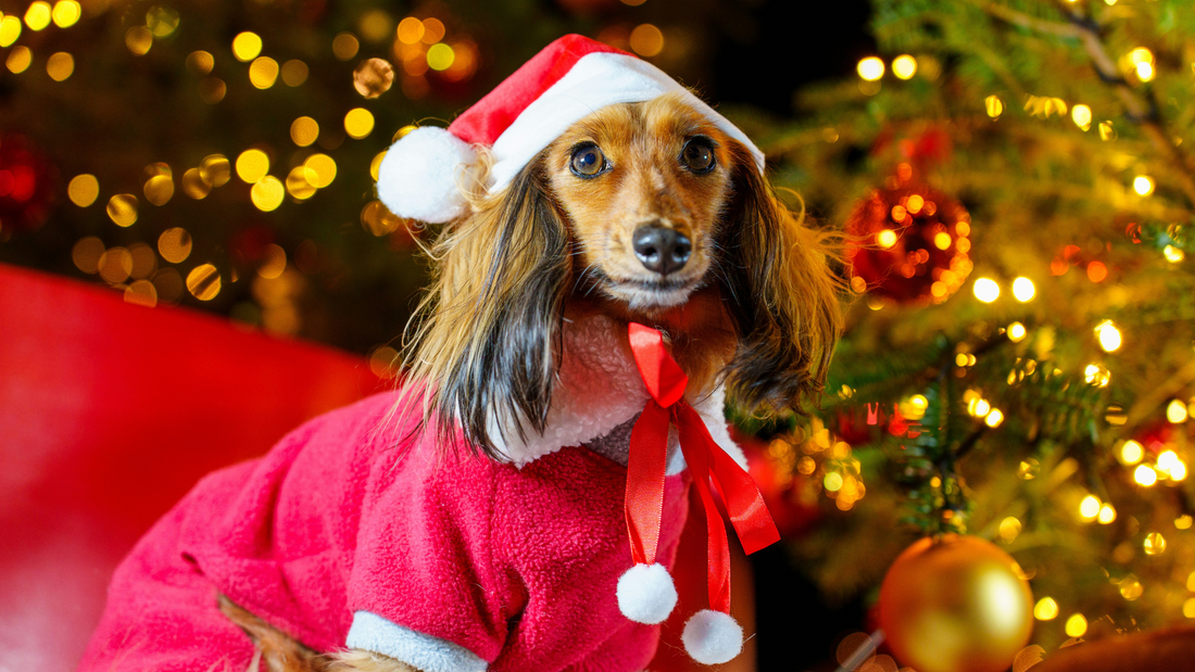 Rudy's Reindeer Tracking Mission: My Top Tips for Spotting Santa's Sleigh