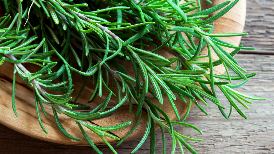 Rosemary & Dogs: A Fragrant Herb with Tail-Wagging Benefits