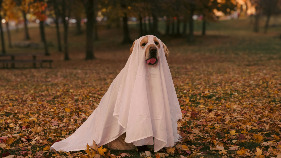 Spooky Season Stress: How Nutrition Can Help Calm Anxious Dogs During Halloween