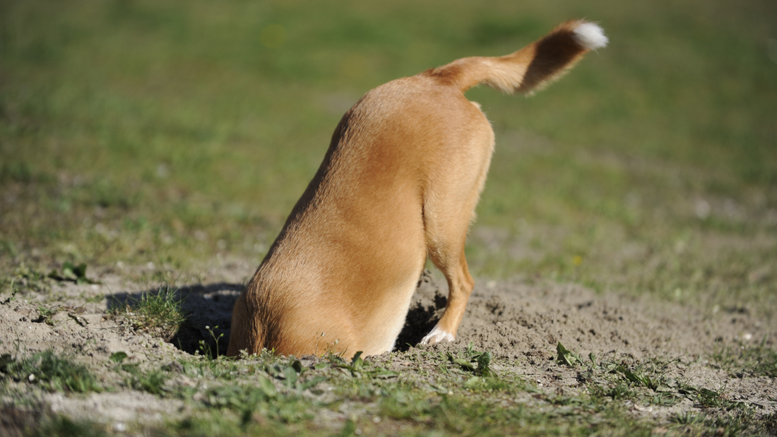 Why Do Dogs Bury Everything? (No, They’re Not Saving for Retirement!)