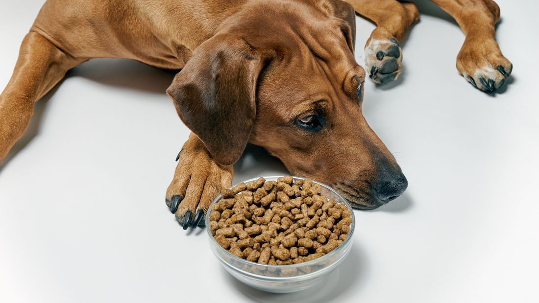 Fresh is Best: Why More Dog Parents Are Ditching Kibble for Real Food
