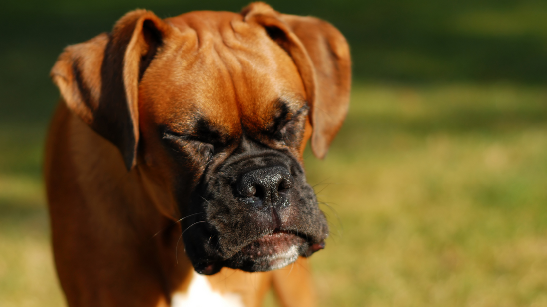 Reverse Sneezing in Dogs: What's That Weird Sound?