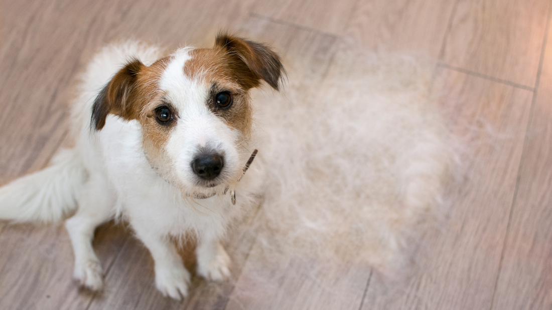 Bald Spots and Broken Coats: Understanding Hair Loss in Dogs