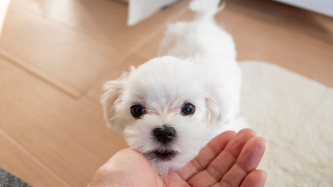 When Your Dog Can't Hear You Anymore: Everything You Need to Know About Canine Deafness