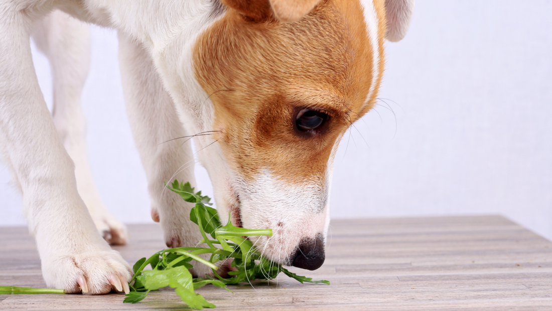 Can Dogs Be Vegetarians? A Look at Plant-Based Diets for Dogs