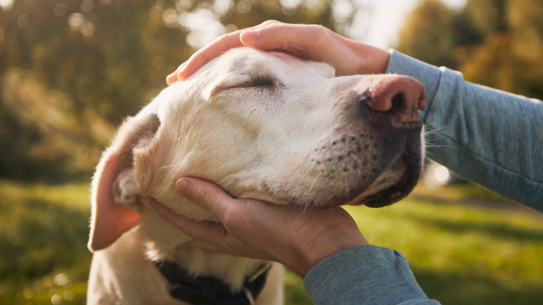Preventing and Supporting Your Dog Through Cancer: Holistic Healing Tips
