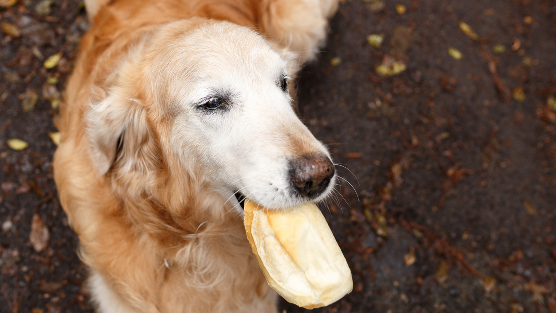 Can I Give My Dog Bread?