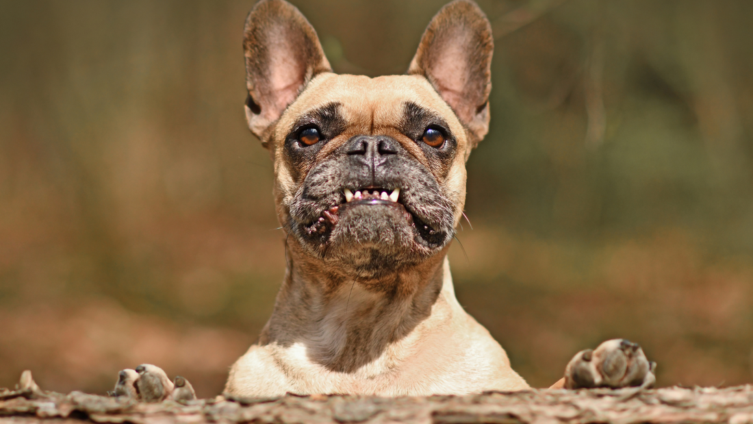 Is Your Dog Grinding Their Teeth? Here’s What It Means and How to Help!
