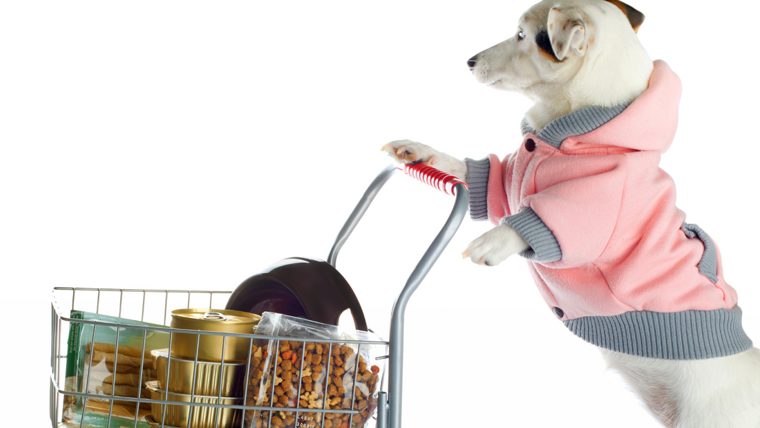 Kibble, Canned, Raw, or Fresh? How to Choose the Right Dog Food (Without the Overwhelm)