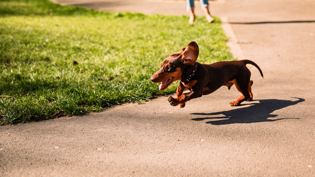 Rudy’s Spring Survival Guide: Mud, Magpies & Mayhem