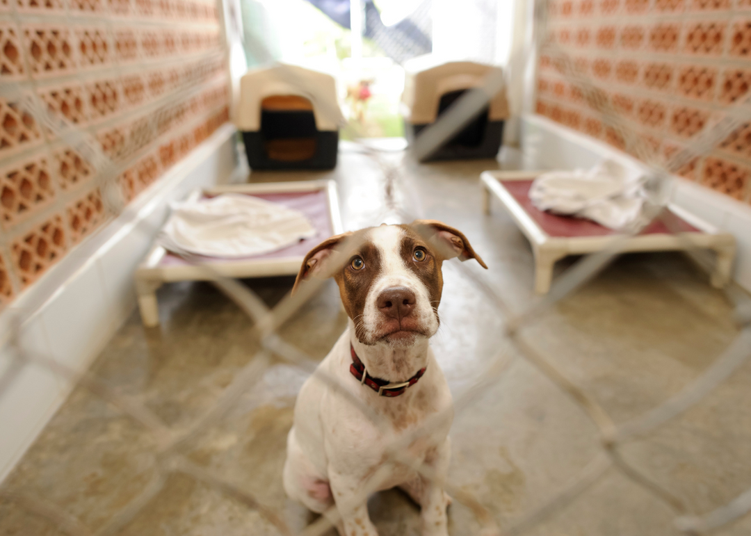 10 Must-Ask Questions Before Leaving Your Dog at a Shelter