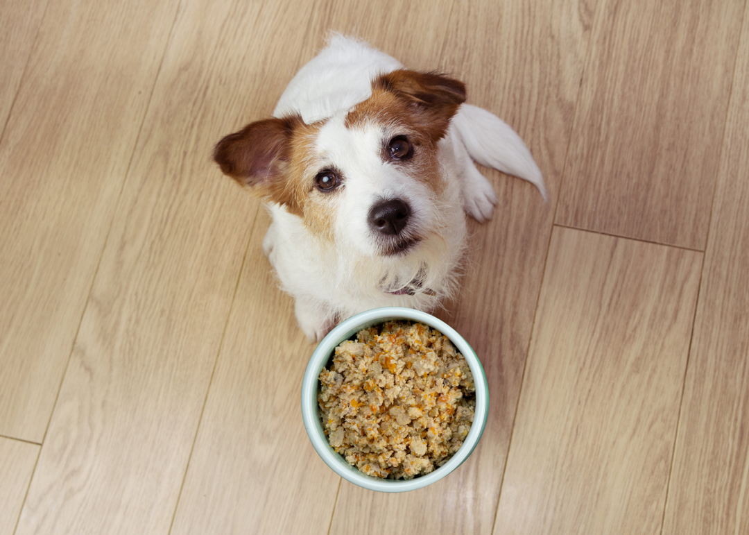 How to transition your dog to a new diet without causing digestive problems?