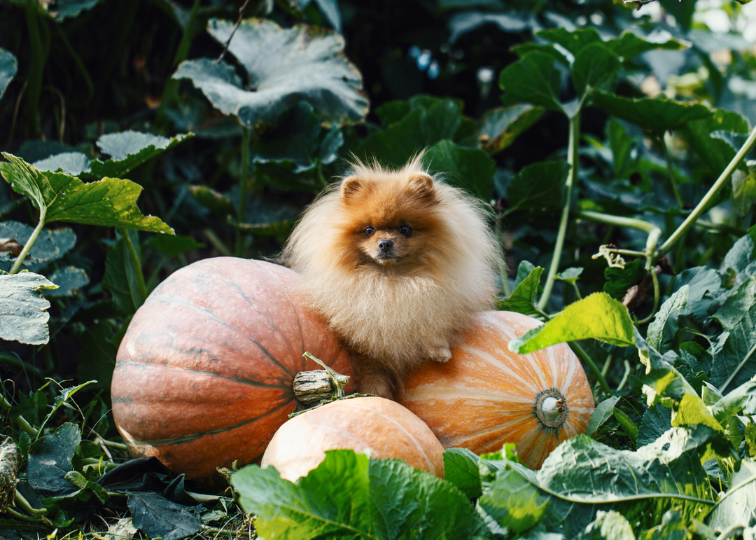 How Pumpkin Can Improve Your Dog's Health