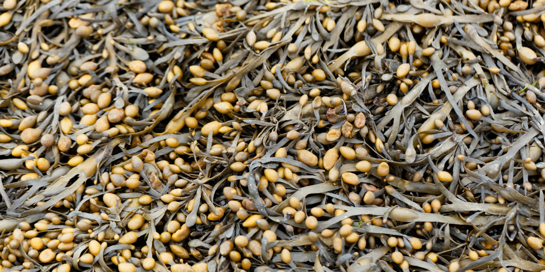 Ascophyllum nodosum, a brown seaweed that can help with your dog’s bad breath!