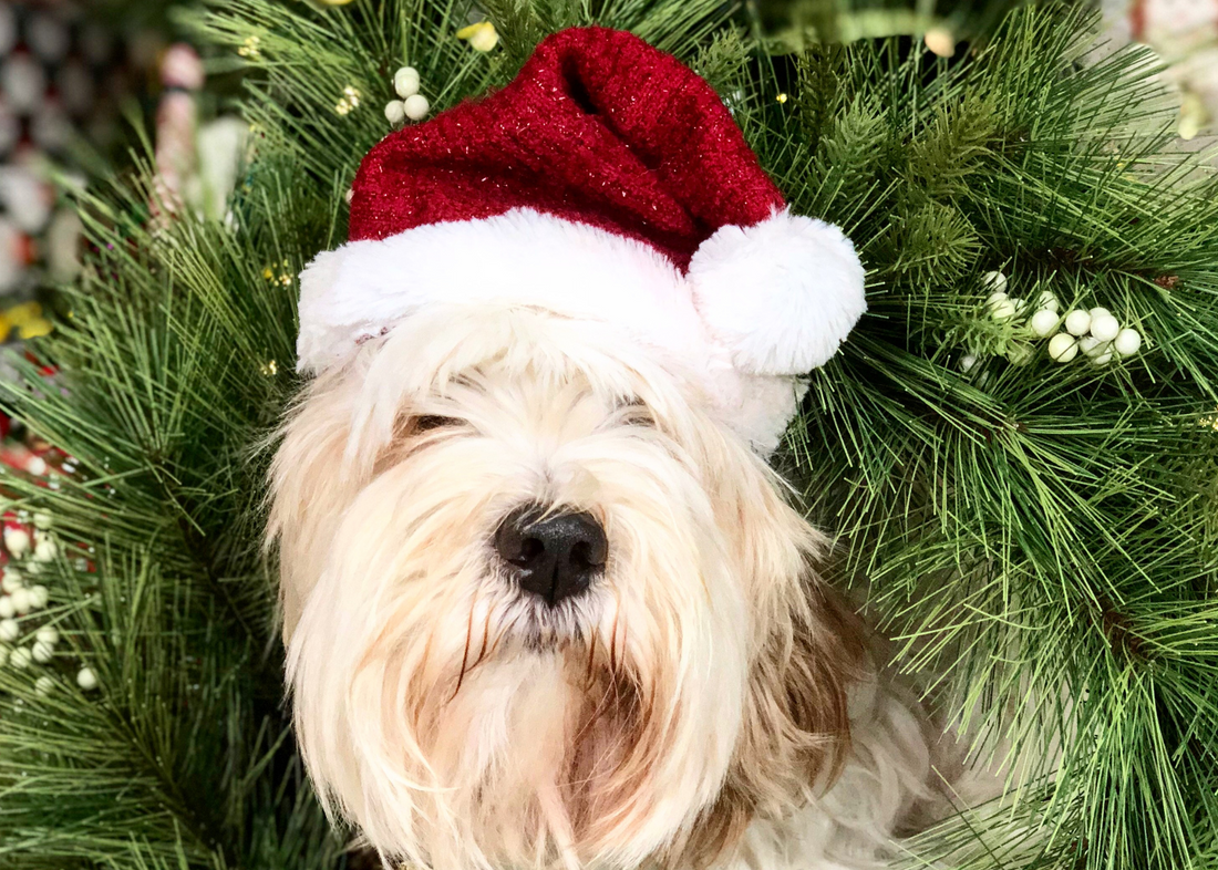 Doggy Grub holiday gift guide for dog lovers