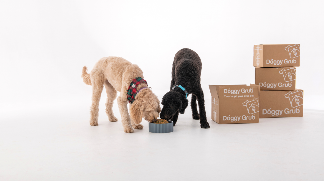Lyka Alternative Australia: How Doggy Grub Compares on Price, Quality & Ingredients