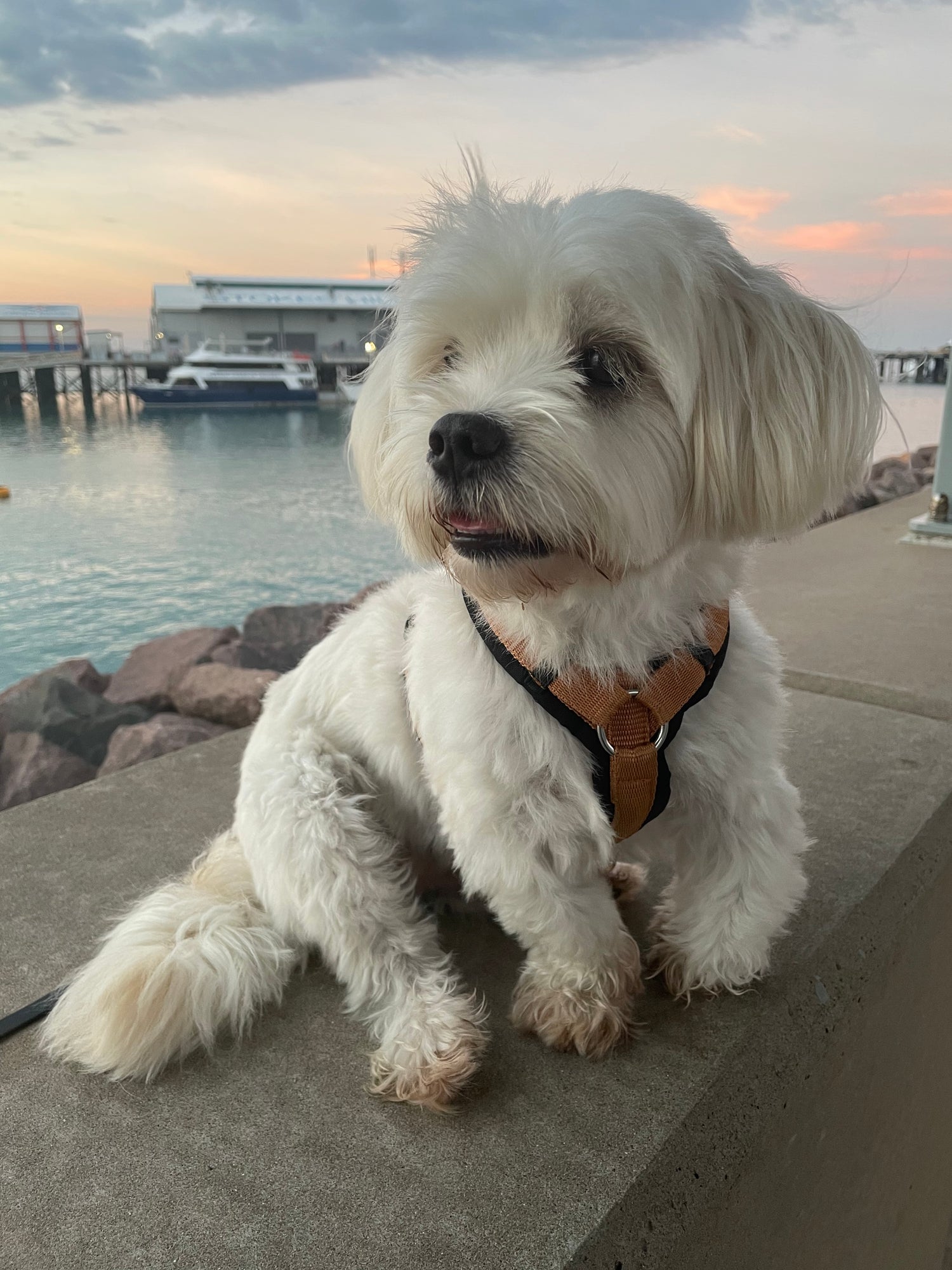 White dog on a leash standing on a concrete surface with a scenic background