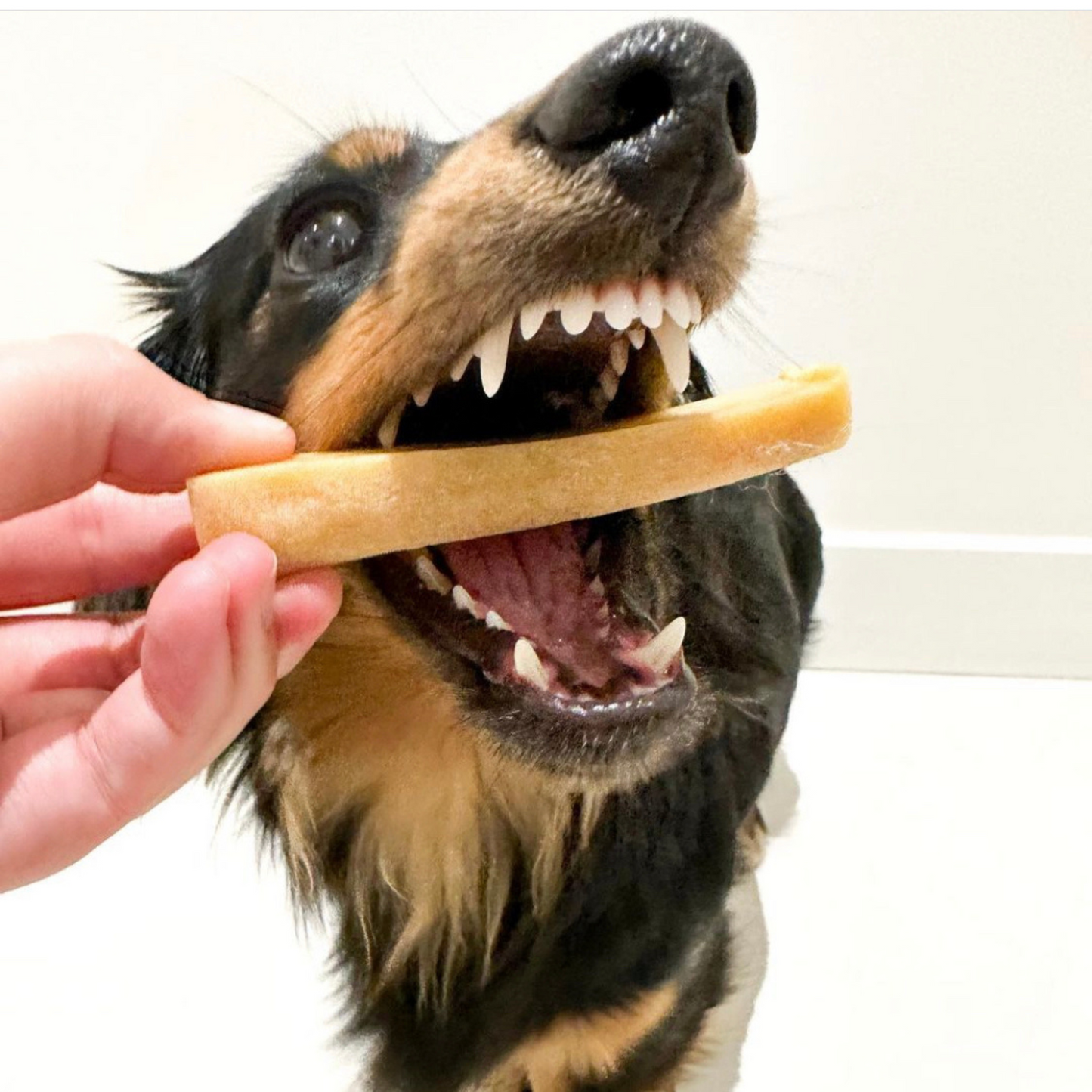 A long haired Daschund is biting into a Chew'eese Himalayan cheese dog chew. Her teeth are pearly white!