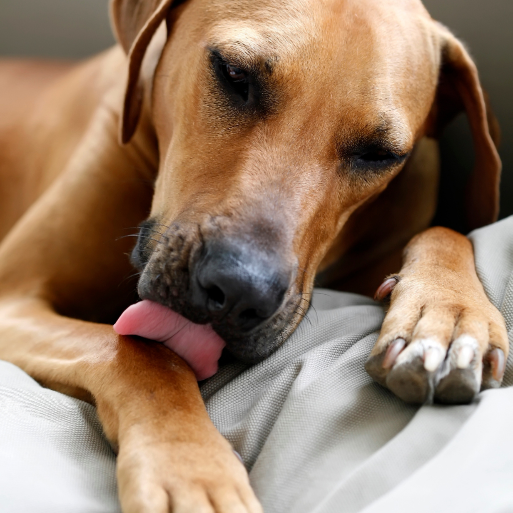 Why do dogs lick their paws?
