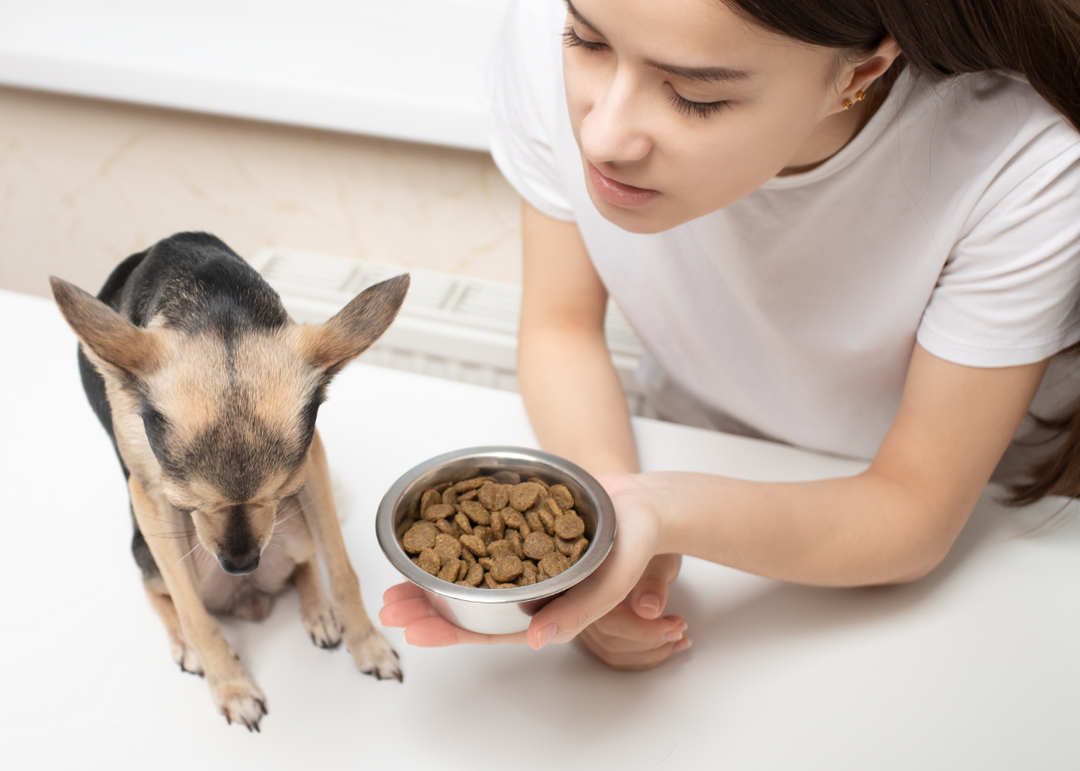 How To Make Your Picky Eater Dog Actually Eat Their Food