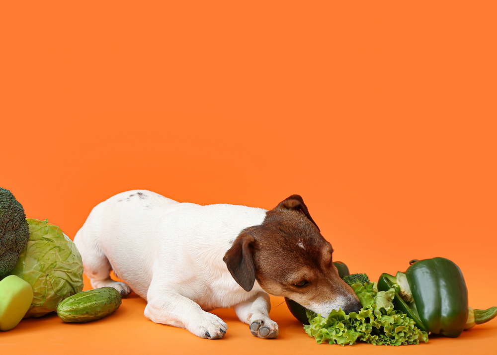 20 Fruits And Vegetables Your Dog Can Eat (And Will Love)