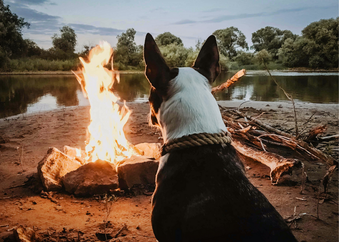 Dog Friendly S'mores