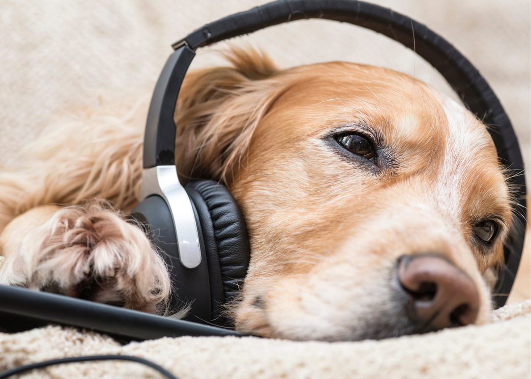 Do dogs enjoy listening to music?