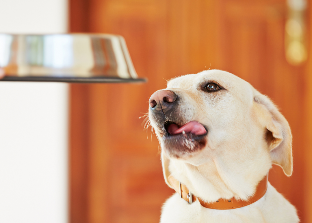 Cooking for your dog: the basic principles
