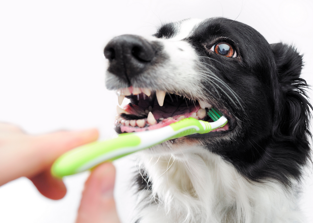 Improve your dog’s dental health