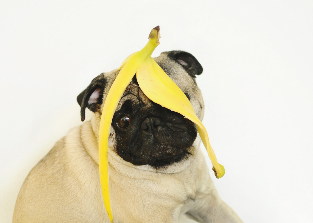 Do dogs like sales bananas