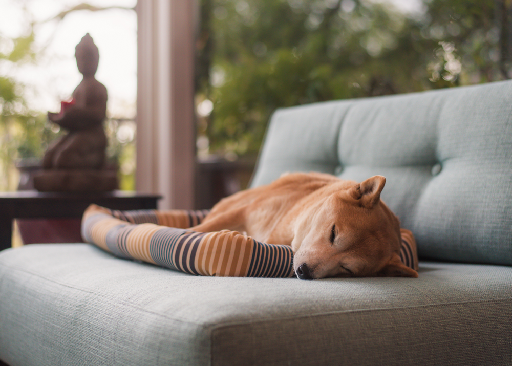 What our pets can teach us about mindfulness