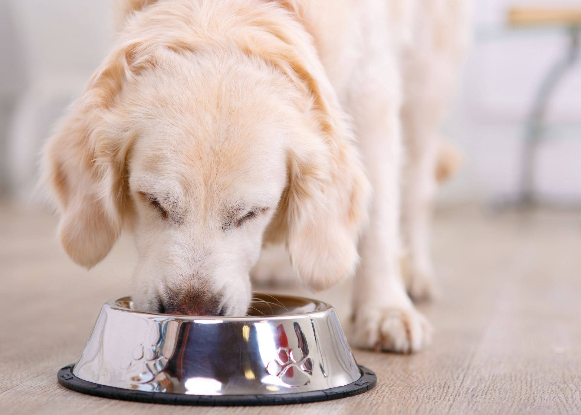 How to stop your dog from eating too fast Doggy Grub