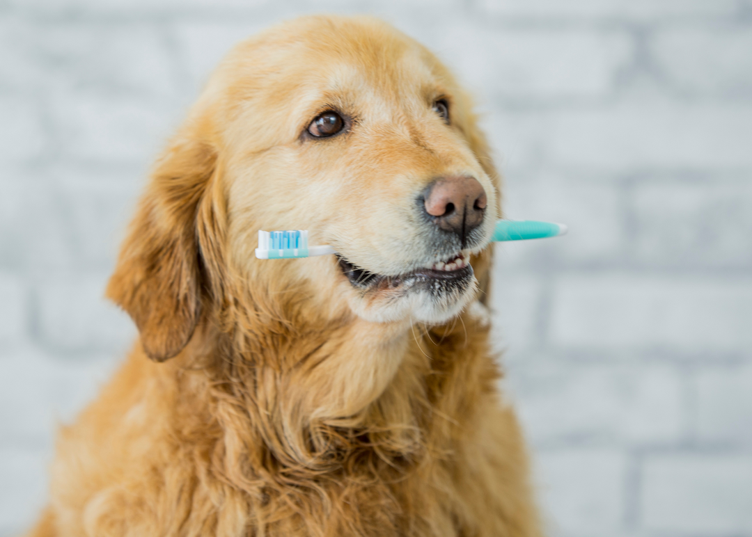 Pet dental health month