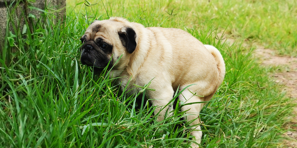How to improve your dog’s gut health!