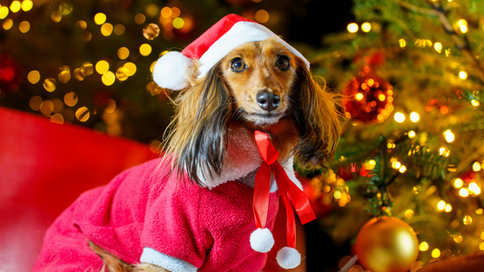 Rudy's Reindeer Tracking Mission: My Top Tips for Spotting Santa's Sleigh