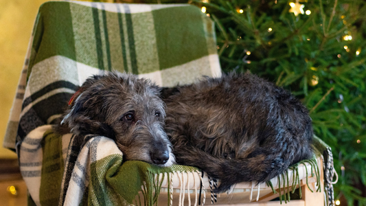 Keeping Your Dog Calm & Happy Post-Holiday