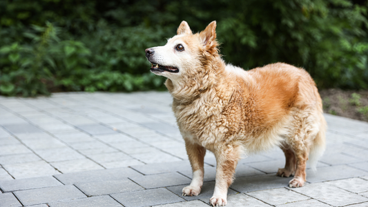 Your Dog's Joints Are Ageing Right Now — Here's What You Can Do About It