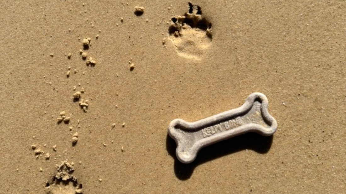 Your Dog's Plastic Toy Is Making Them Sick. Here's What To Do About It.