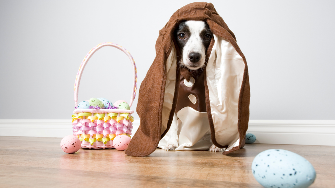 Safe Easter hunt for your dog!