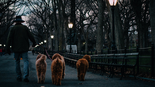 Night Walks with Your Dog: Essential Tips for Safety and Fun