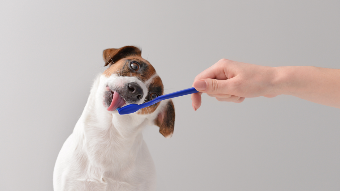Why So Many Senior Dogs Never Get Their Teeth Checked (Hint: It's the Anaesthesia)