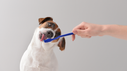 Why So Many Senior Dogs Never Get Their Teeth Checked (Hint: It's the Anaesthesia)