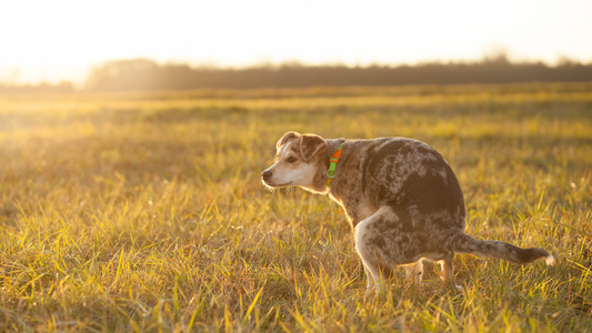 what to do if your dog has diarrhea? and it's not chicken and rice