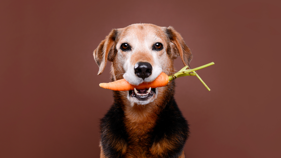 Dog-Friendly Carrot Cake Recipe (No Sugar, No Nasties)