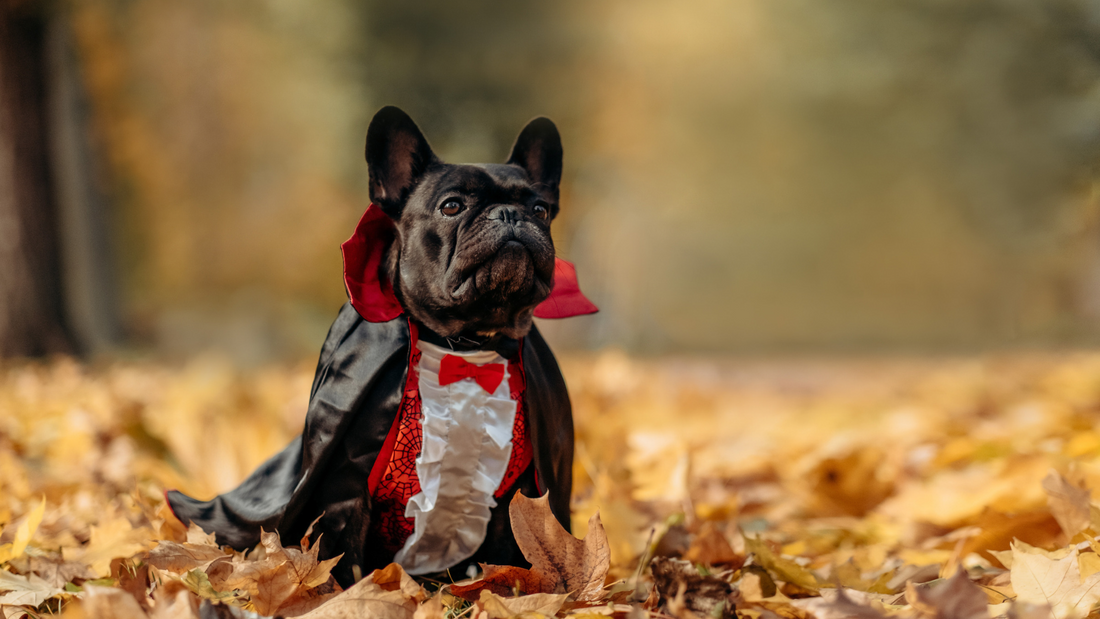 Halloween Dog Treats: 5 Easy Recipes Your Dog Can Actually Eat