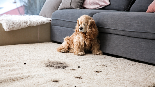 Tackle Pet Mess: 5 Easy Ways to Keep Your Home Clean with Dogs