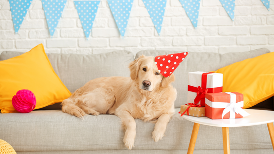 Paw-ty Time! Throwing the Ultimate Dog Birthday Bash