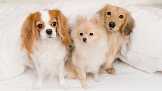 Top Dog Names in Australia 2025: Did Your Pup’s Name Make the List?