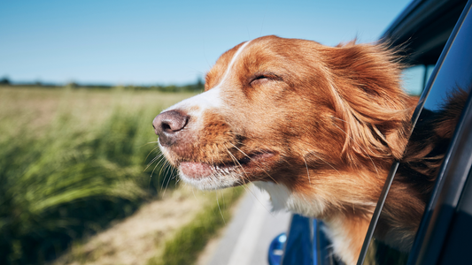 Road Tripping with your dog: Your Checklist to Prepare for a Pawesome Car and Camping Adventure