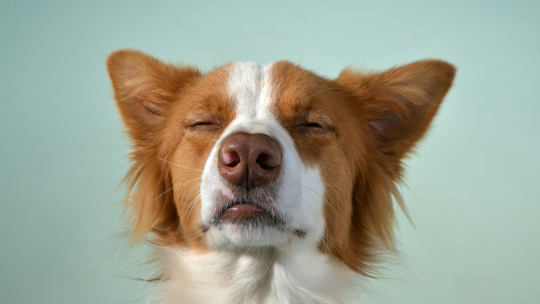Greenies Exposed: What's Really in Your Dog's Dental Treat